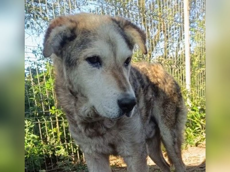 Unser Senior Fred sucht ganz dringend