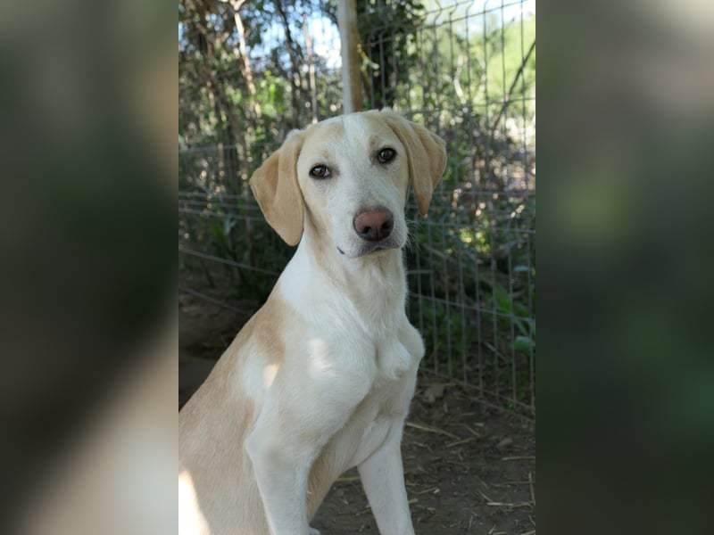 aufgeweckte Ollivander sucht