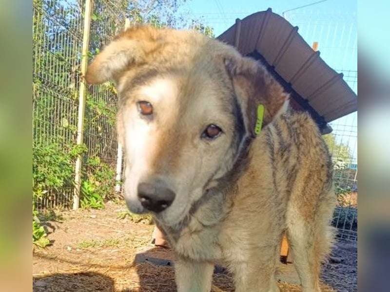 Unser Senior Fred sucht ganz dringend