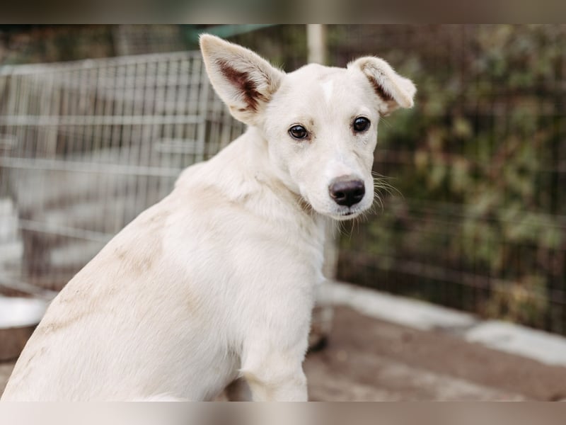 LENI - mutiges, kleines Hundemädchen sucht ihre Familie