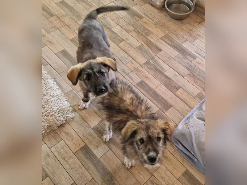 ENIE - verschmustes, menschenbezogenes Welpenmädchen sucht ihre Familie