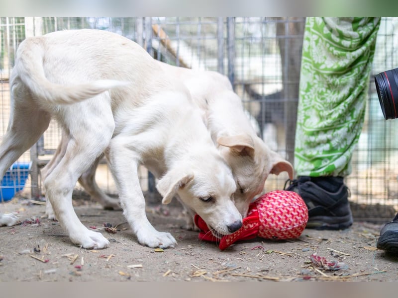 LENI - mutiges, kleines Hundemädchen sucht ihre Familie