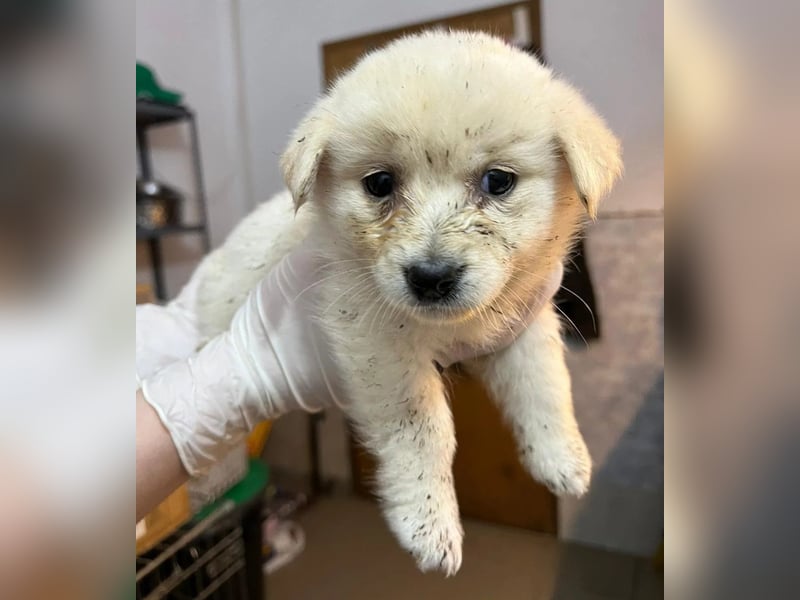 Eisbärmädchen Sunny sucht ihre Herzensmenschen Eisbärmädchen Sunny sucht ihre Herzensmenschen