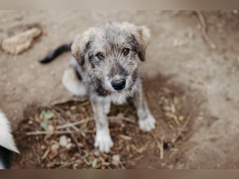 ENIE - verschmustes, menschenbezogenes Welpenmädchen sucht ihre Familie