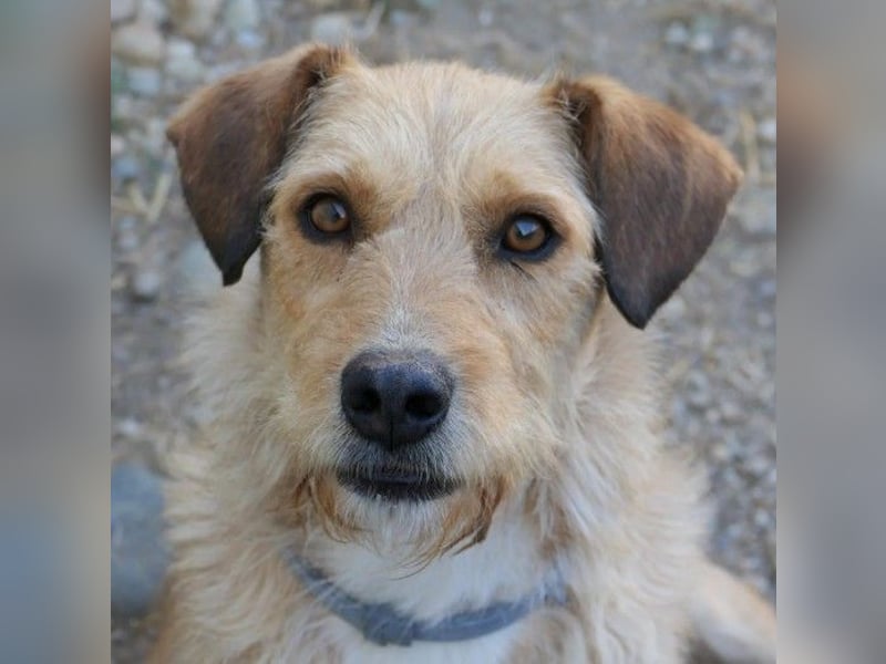 Verschmuste, liebe Lilli sucht erfahrenes Zuhause