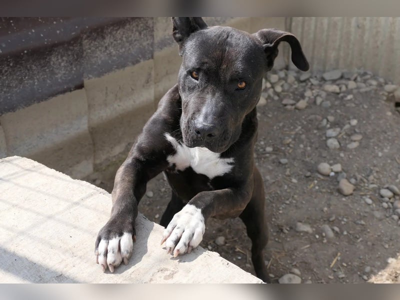 Luna P freundliche verspielte Hündin sucht