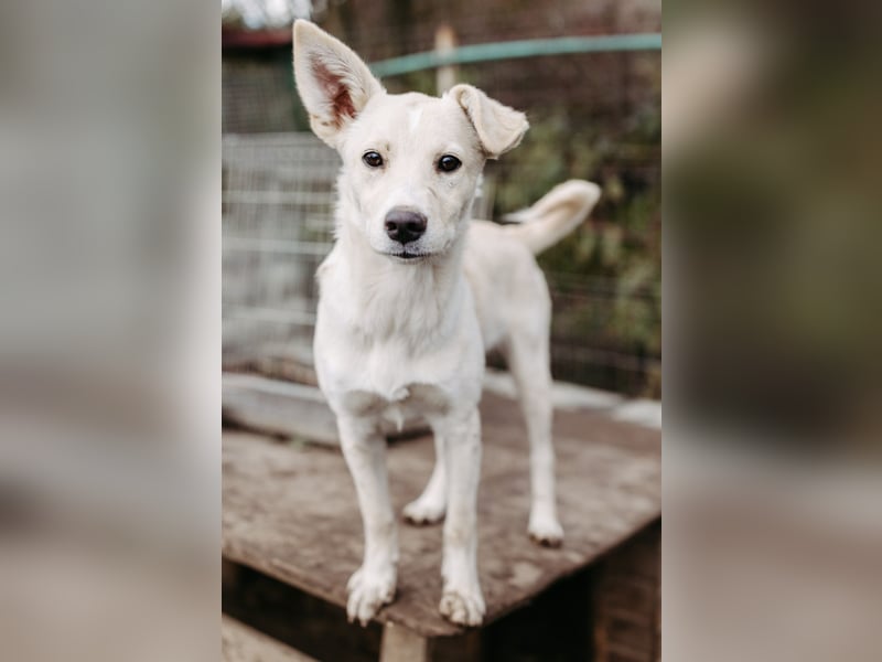 LENI - mutiges, kleines Hundemädchen sucht ihre Familie