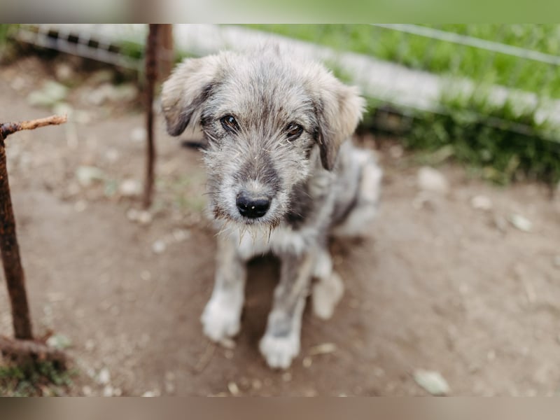 ENIE - verschmustes, menschenbezogenes Welpenmädchen sucht ihre Familie