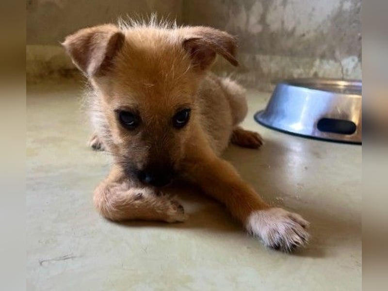 Zauberhafter, lieber Fynn sucht seine Familie