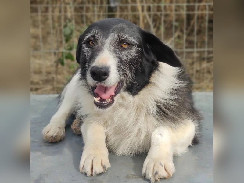 Liebenswerte und ruhige NESCHA