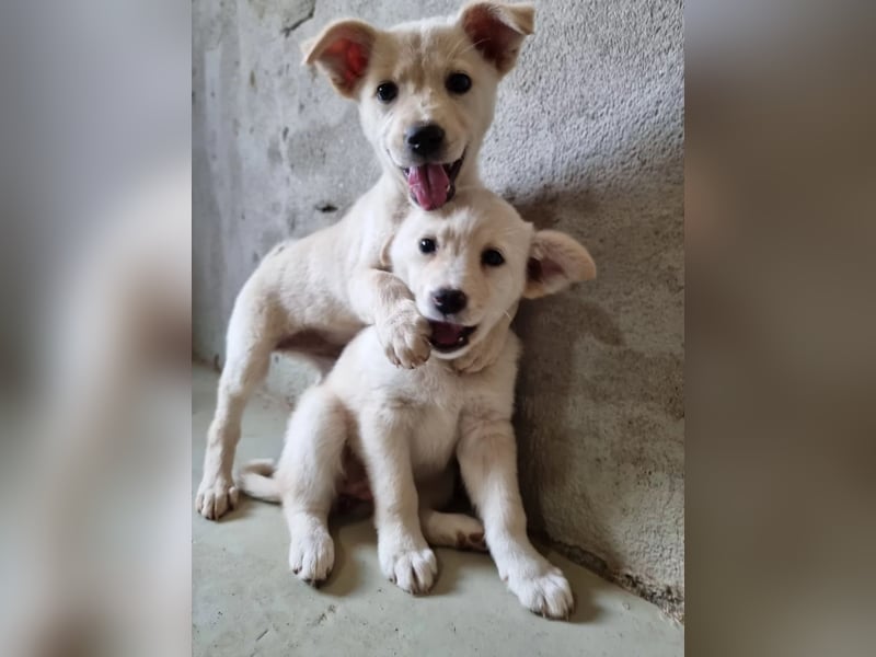 Leni - mutiges junges Hundemädchen