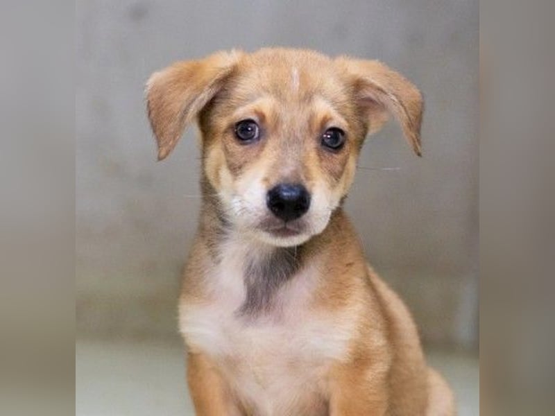 Zauberhafter, lieber Welpe Iovis sucht seine Menschen