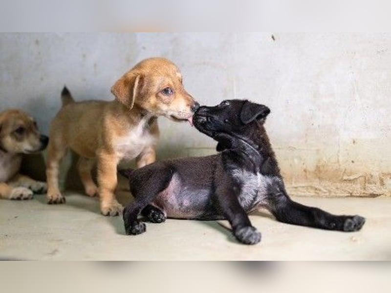 Zauberhafter, lieber Welpe Iovis sucht seine Menschen