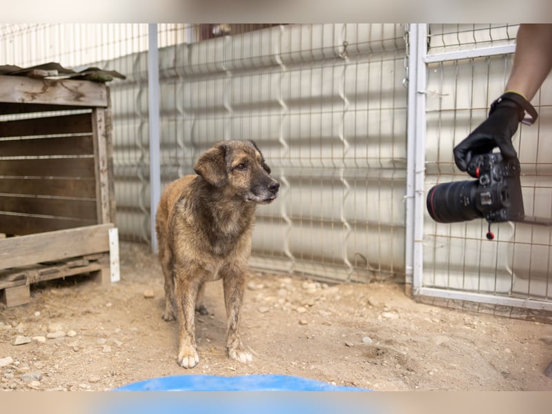 Beghei ruhiger Senior sucht