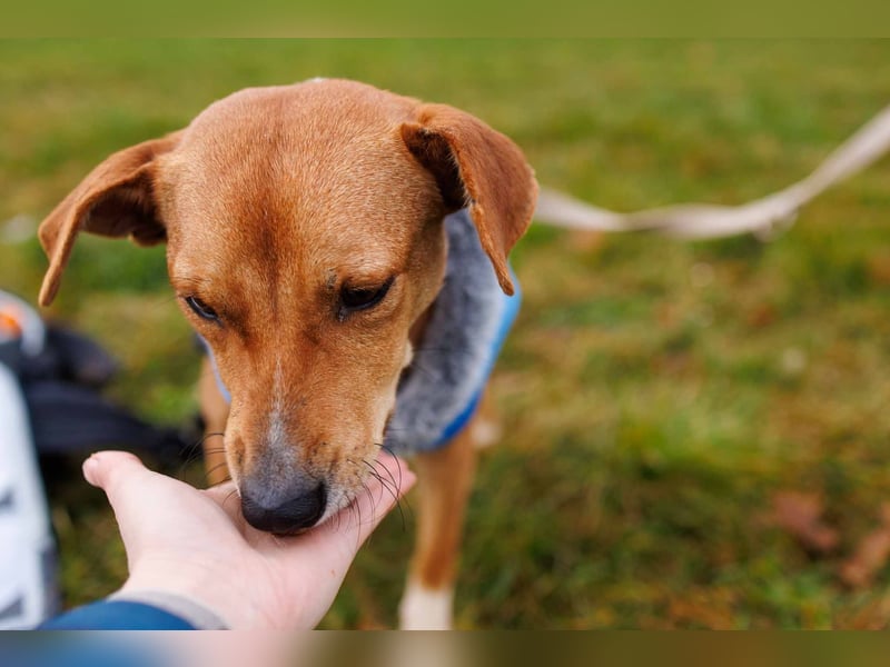 NELLY - Kämpferin mit großem Herzen & viel Lebensfreude