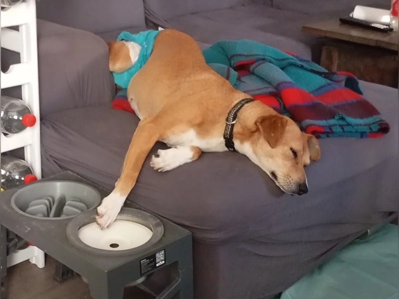 NELLY - Kämpferin mit großem Herzen & viel Lebensfreude