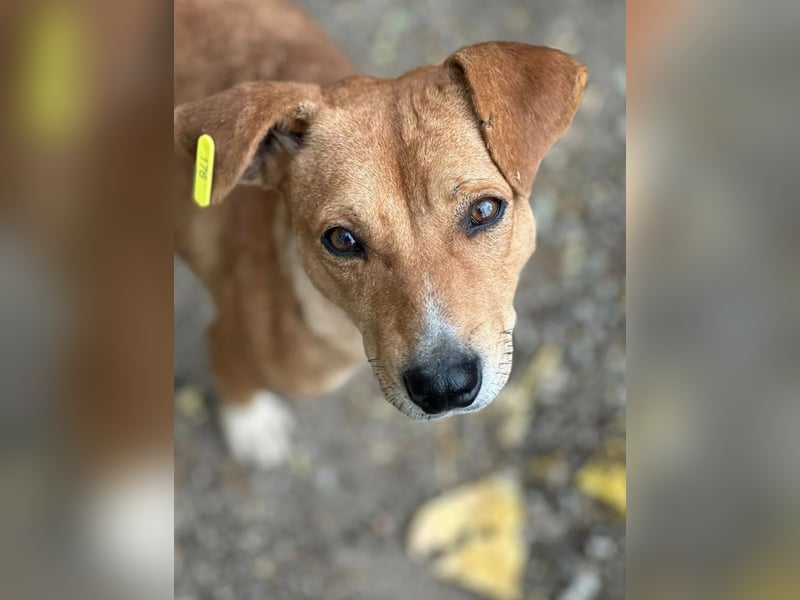 NELLY - Kämpferin mit großem Herzen & viel Lebensfreude