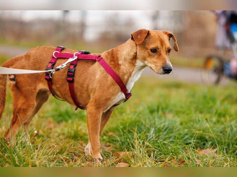 NELLY - Kämpferin mit großem Herzen & viel Lebensfreude