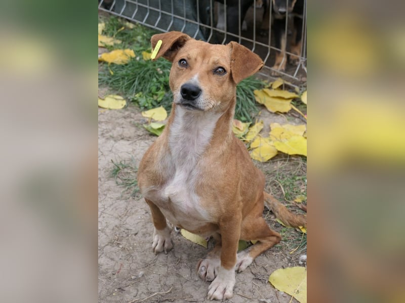 NELLY - Kämpferin mit großem Herzen & viel Lebensfreude