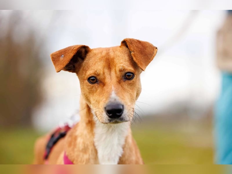 NELLY - Kämpferin mit großem Herzen & viel Lebensfreude