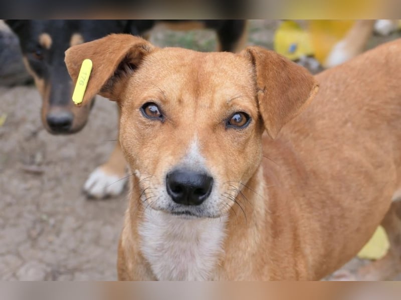 NELLY - Kämpferin mit großem Herzen & viel Lebensfreude