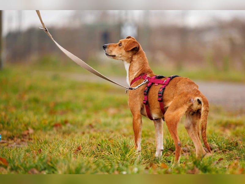 NELLY - Kämpferin mit großem Herzen & viel Lebensfreude
