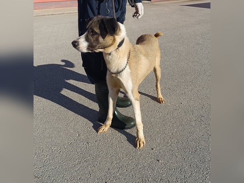 lieber Mischlings-Rüde Dalibor sucht ein Zuhause oder Pflegestelle