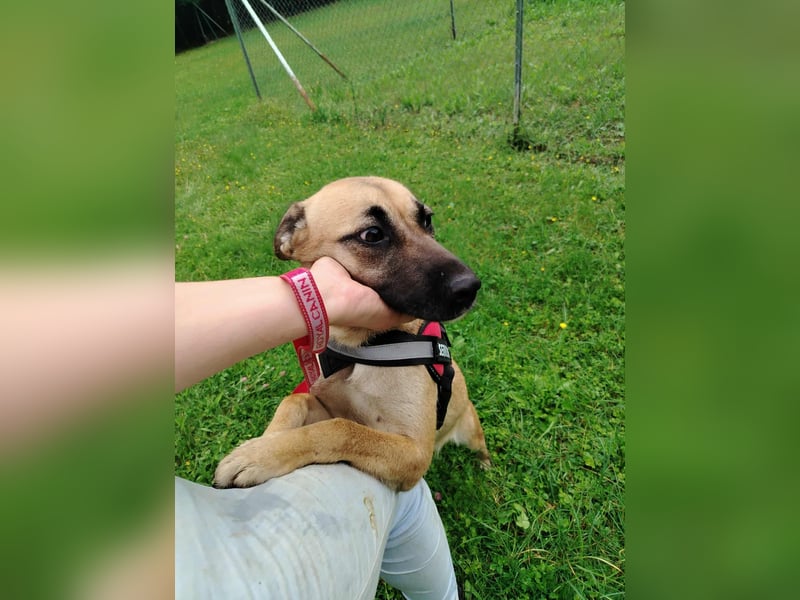 hübsche und freundliche Mischlings-Hündin Jody sucht ein Zuhause