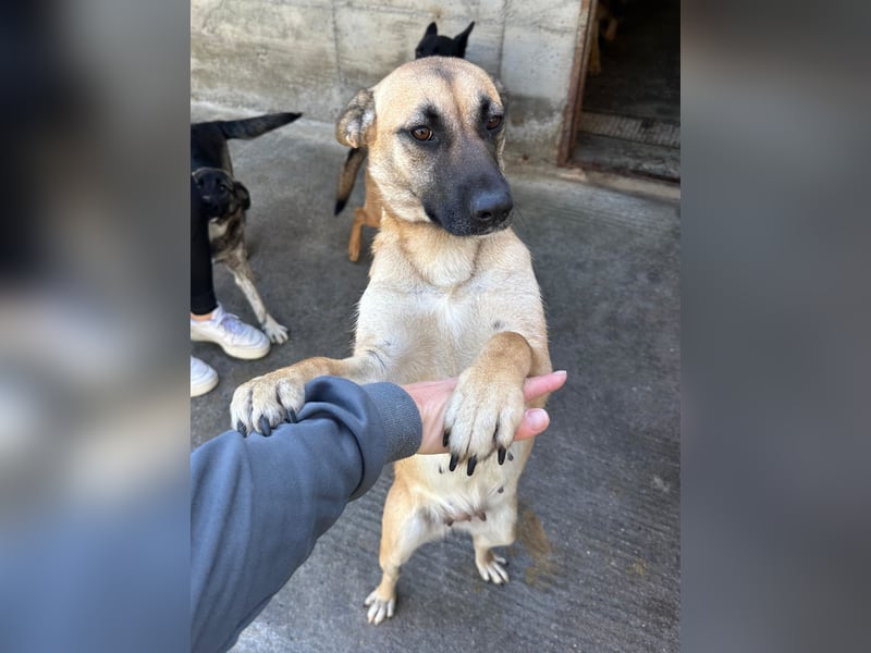 hübsche und freundliche Mischlings-Hündin Jody sucht ein Zuhause