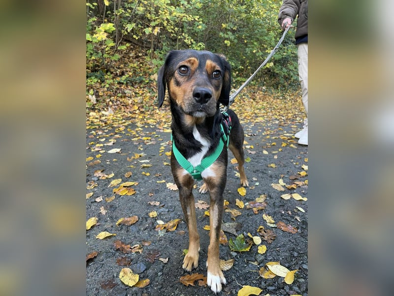 Sanfte Bracken Mischlingshündin Emma sucht ihre Menschen Sanfte Bracken Mischlingshündin Emma sucht ihre Menschen