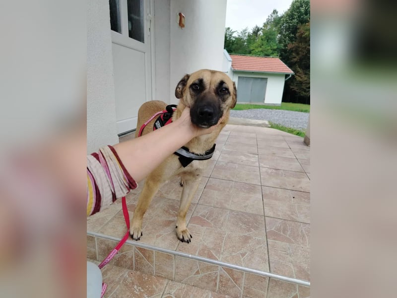 hübsche und freundliche Mischlings-Hündin Jody sucht ein Zuhause