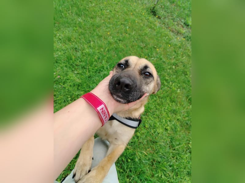 hübsche und freundliche Mischlings-Hündin Jody sucht ein Zuhause