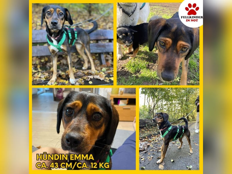 Sanfte Bracken Mischlingshündin Emma sucht ihre Menschen Sanfte Bracken Mischlingshündin Emma sucht ihre Menschen