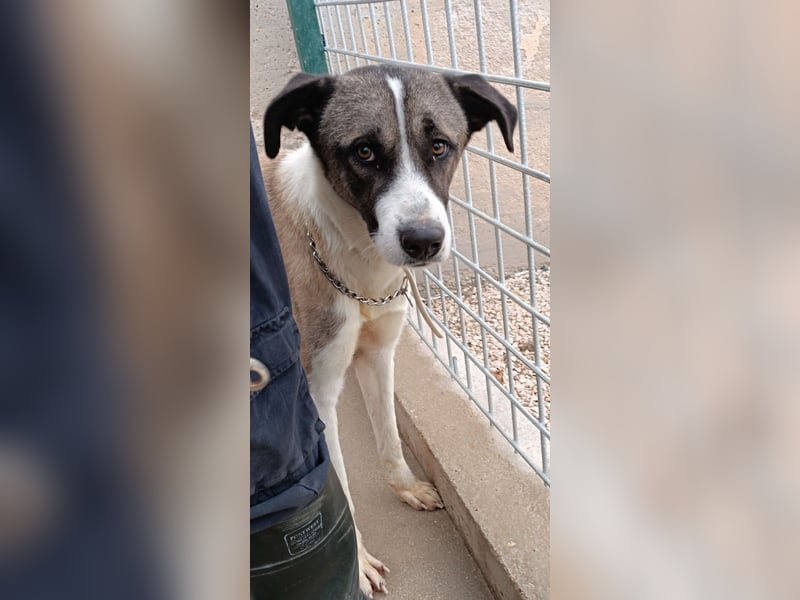 lieber Mischlings-Rüde Dalibor sucht ein Zuhause oder Pflegestelle