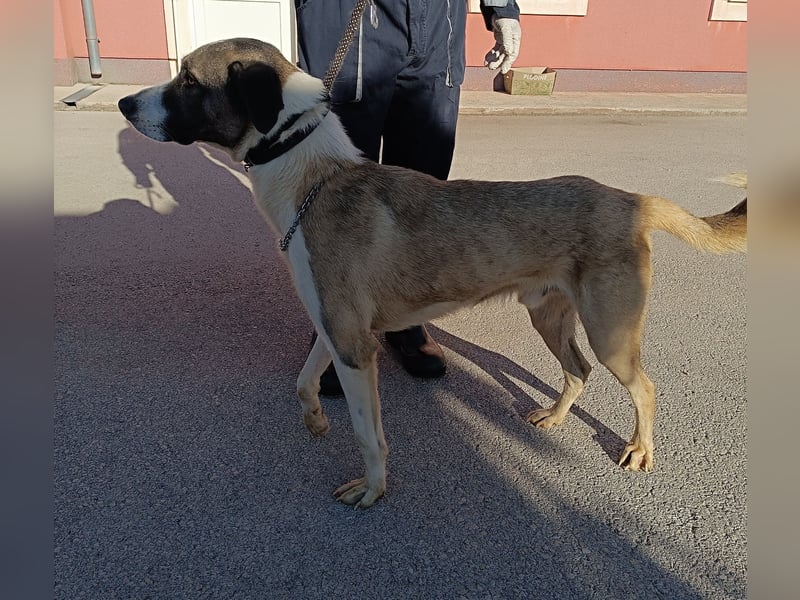 lieber Mischlings-Rüde Dalibor sucht ein Zuhause oder Pflegestelle