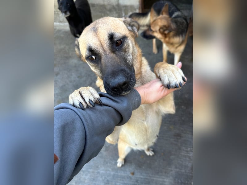 hübsche und freundliche Mischlings-Hündin Jody sucht ein Zuhause