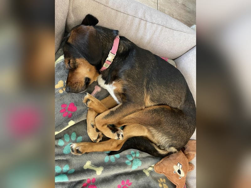 Sanfte Bracken Mischlingshündin Emma sucht ihre Menschen Sanfte Bracken Mischlingshündin Emma sucht ihre Menschen