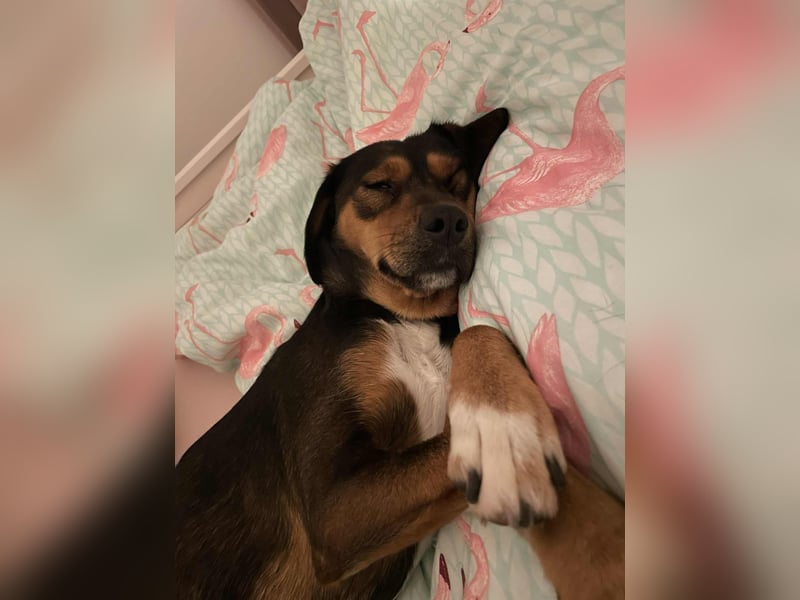 Sanfte Bracken Mischlingshündin Emma sucht ihre Menschen Sanfte Bracken Mischlingshündin Emma sucht ihre Menschen
