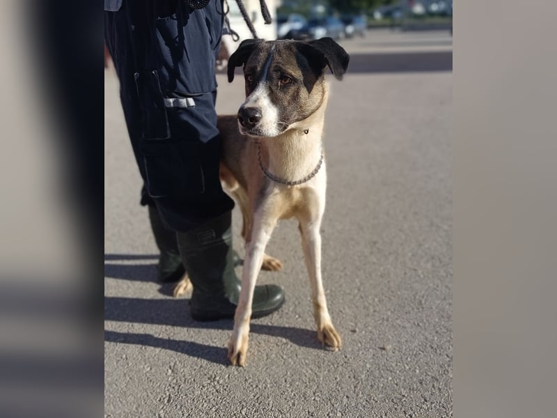 lieber Mischlings-Rüde Dalibor sucht ein Zuhause oder Pflegestelle