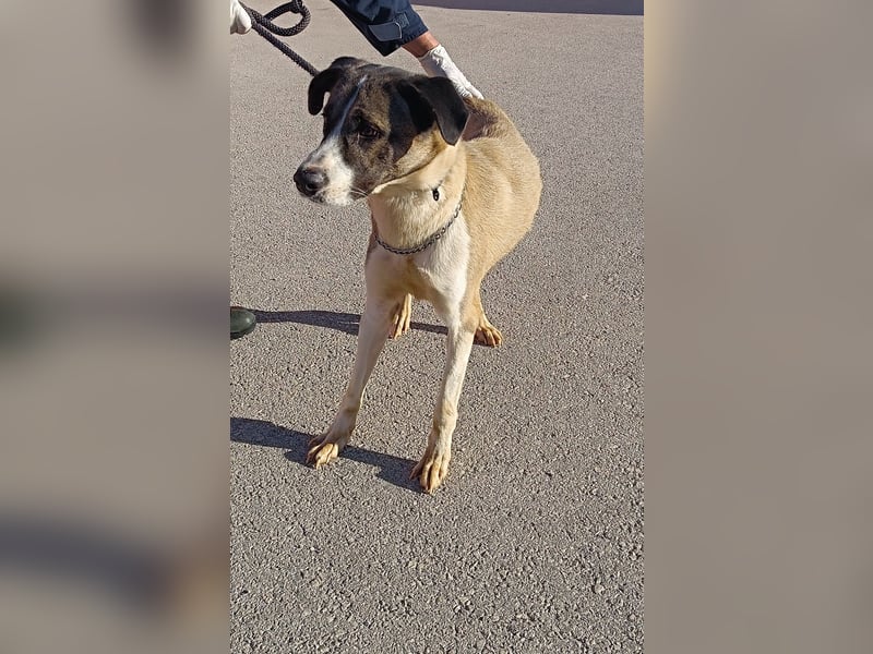 lieber Mischlings-Rüde Dalibor sucht ein Zuhause oder Pflegestelle