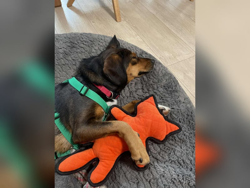 Sanfte Bracken Mischlingshündin Emma sucht ihre Menschen Sanfte Bracken Mischlingshündin Emma sucht ihre Menschen