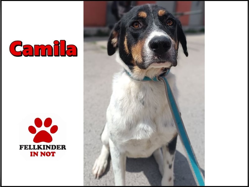 zauberhafte Mischlings-Hündin Camila sucht eine Familie