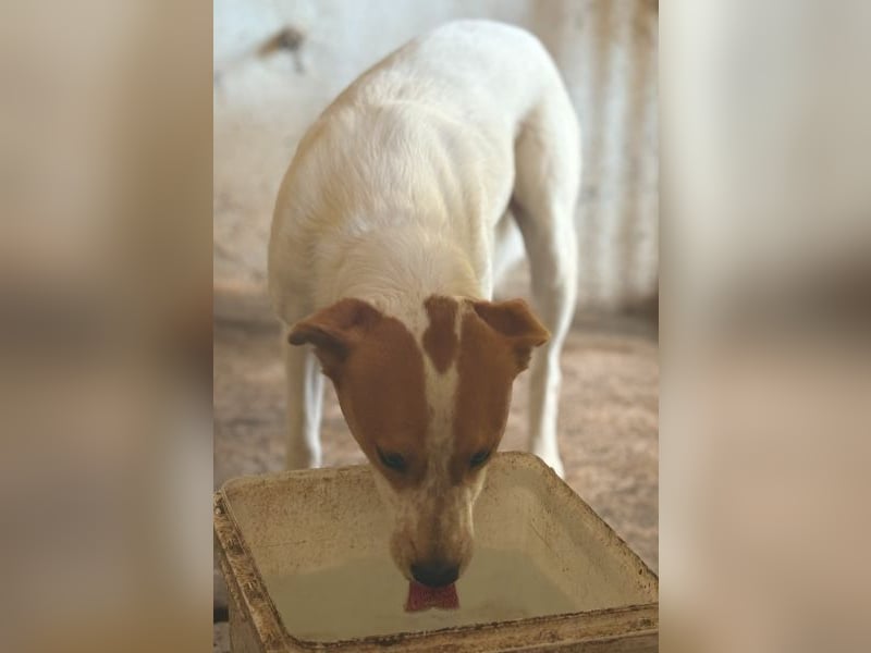 Benschi, geb. ca. 01/2025, lebt auf einer Pflegestelle in 60528 Frankfurt