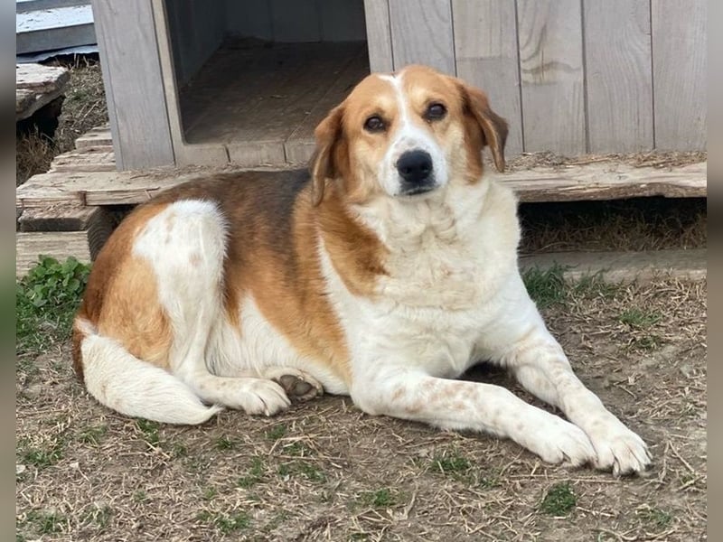 Katja, geb. ca. 12/2019, lebt in GRIECHENLAND, im städt. Tierheim Serres