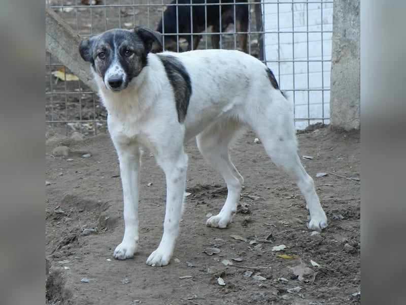 Ranja, geb. ca. 11/2023, lebt in GRIECHENLAND, auf einer privaten Pflegestelle