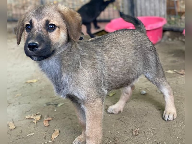 Cordon, geb. ca. 08/2025, lebt in GRIECHENLAND, auf einer privaten Pflegestelle