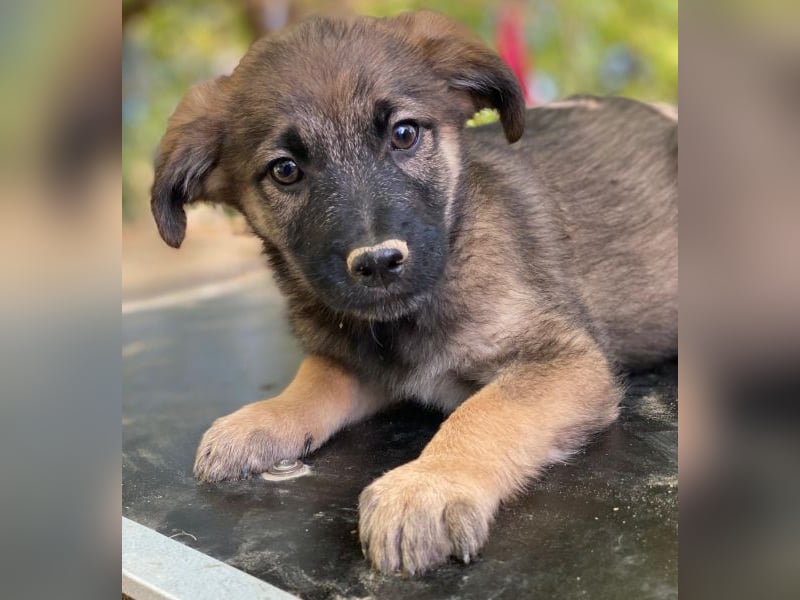 Fondue, geb. ca. 08/2025, lebt in GRIECHENLAND, auf einer privaten Pflegestelle