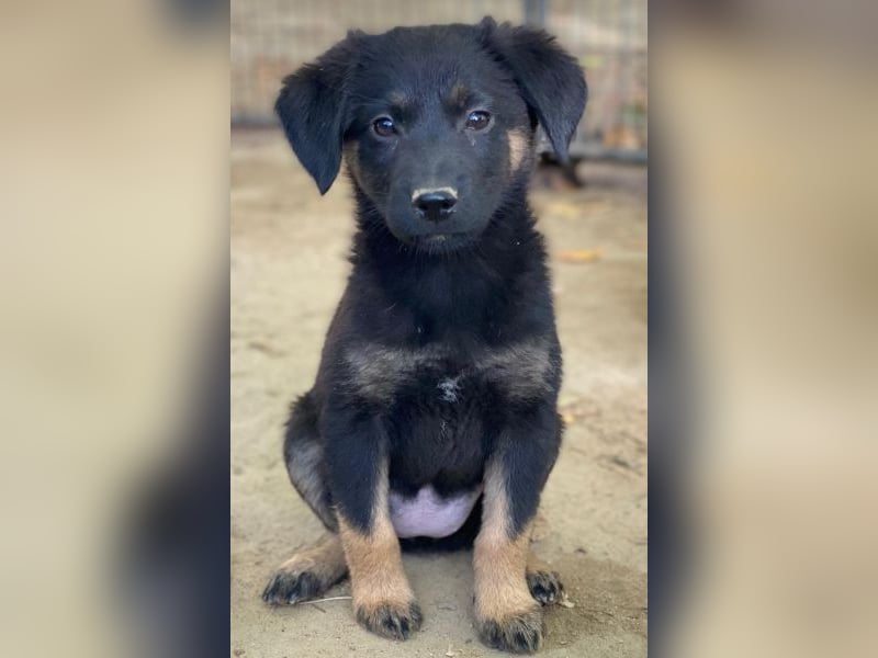 Soufflé, geb. ca. 08/2025, lebt in GRIECHENLAND, auf einer privaten Pflegestelle