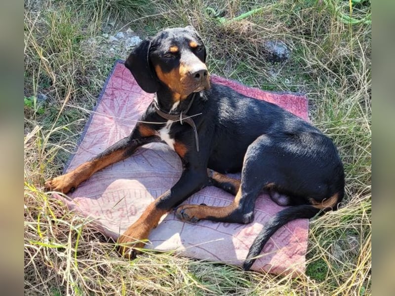 Sigma, geb. ca. 04/2024, lebt in GRIECHENLAND, im städt. Tierheim Serres Sigma, geb. ca. 04/2024, lebt in GRIECHENLAND, im städt. Tierheim Serres