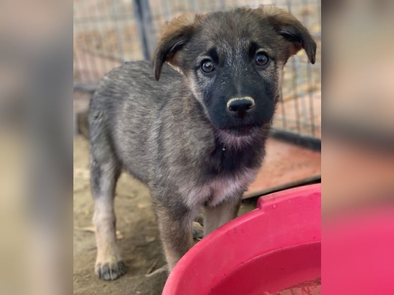 Fondue, geb. ca. 08/2025, lebt in GRIECHENLAND, auf einer privaten Pflegestelle